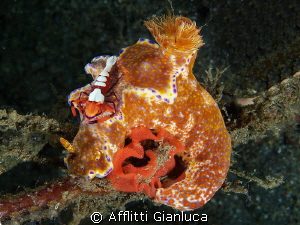 nudibranc....imperator......and...eggs..... by Afflitti Gianluca 